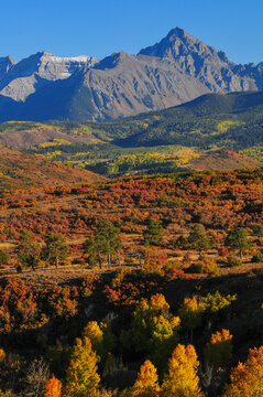 Late afternoon on the fall foliage on the slopes of the Sneffels Range of the San Juan mountains, as seen from the Dallas Divide, near Ridgway, Colorado, USA.	