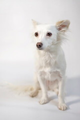 Small white dog on a white background. Vertical Photo