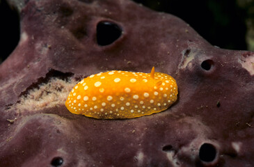 nudibranch Phyllidia flava. Capo Caccia. Alghero. Italia