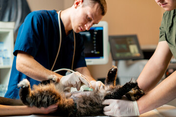 in a veterinary clinic a veterinarian doctor looks at an ultrasound scan of a cat's belly assistants hold