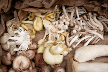 Fresh mushrooms: shimeji, oyster, enoki