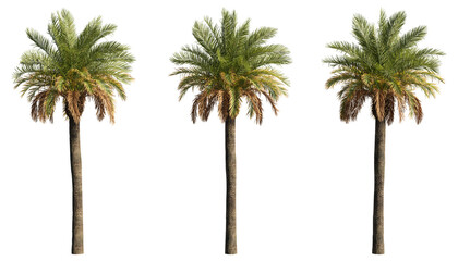set of palm trees, 3D rendering with transparent background