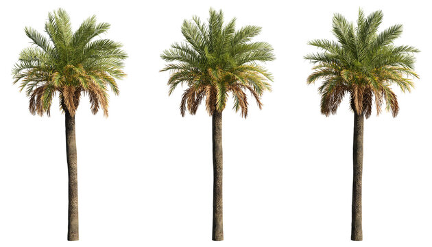 set of palm trees, 3D rendering with transparent background