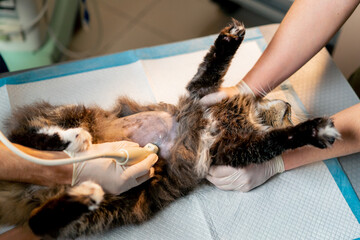 close up in a veterinary clinic a veterinarian doctor looks at an ultrasound scan of a cat's belly assistants hold