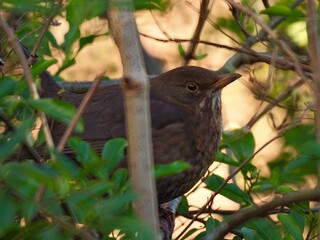 bird on a branch