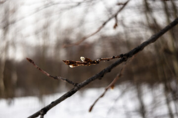The first spring buds on the branches of a tree  