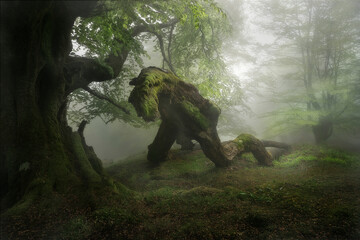 Belaustegi beech forest, in Orozko, Bizkaia, wrapped in fog on a spring day with a fallen branch in...