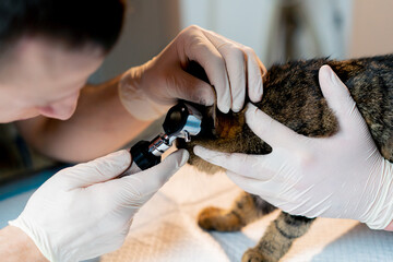 close up in a veterinary clinic veterinarian doctor holds another checking a cat's ear
