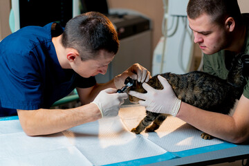 in a veterinary clinic veterinarian doctor holds another checking a cat's ear
