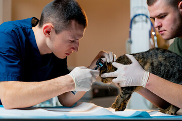 in a veterinary clinic veterinarian doctor holds another checking a cat's ear