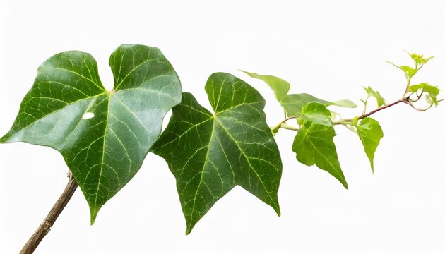 ivy plant isolated