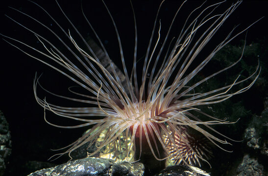 Colored tube anemone (Cerianthus membranaceus) catches swimming invertebrates with its tentacles at the bottom of the sea.