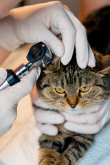 close up in a veterinary clinic veterinarian doctor holds another checking a cat's ear