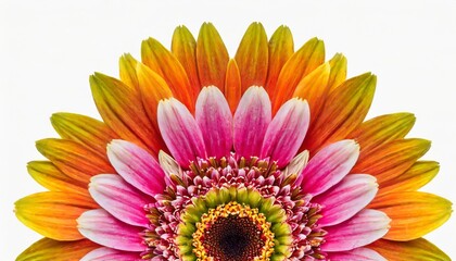 mandala gerbera flower kaleidoscope isolated on white