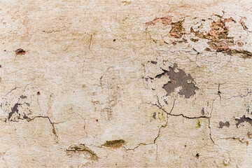 Wooden Oak Texture with Cracks