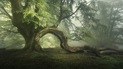 Belaustegi beech forest, in Orozko, Bizkaia, wrapped in fog on a spring day with a fallen branch in the shape of a snake - obrazy, fototapety, plakaty