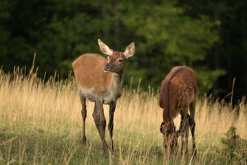 deer in the field