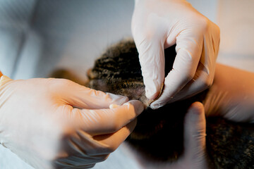 close up in a veterinary clinic veterinarian doctor holds another and takes a swab from a cat's ear