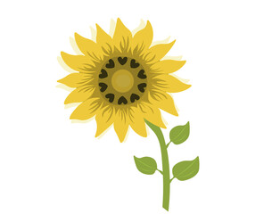 sunflower. Vector sunflower isolated, realistic illustration.