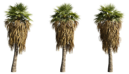 set of palm trees, 3D rendering with transparent background