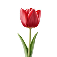Naklejka premium Red tulip close up isolated on transparent background
