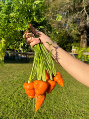 Hand holding carrots harvest