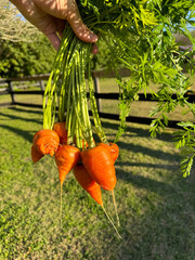 Bunch of carrots freshly harvested