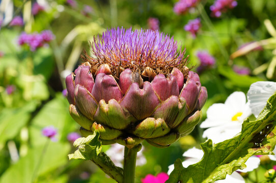 Globe Artichoke "Imperial Star" in nature. Cynara Cardunculus or Cynara Scolymus, also known by the names French Artichoke and Green Artichoke. N8.