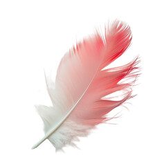 Obraz premium Red bird feather isolated on transparent background.