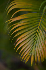 The green palm leaves after rain
