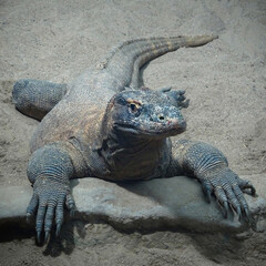 the largest lizard in the world