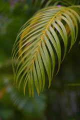 The green palm leaves after rain