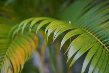 The green palm leaves after rain