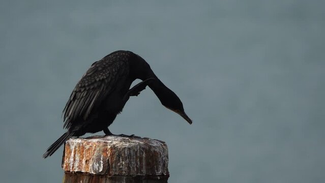 A great cormorant (Phalacrocorax carbo), known as the black shag or kawau scratching its neck