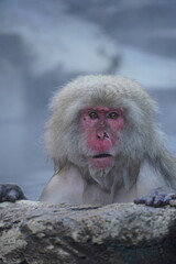 Snow Monkey im Onsen 