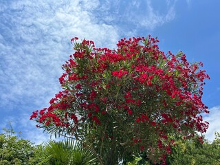 Oleander nerium red flowers bush against sky.