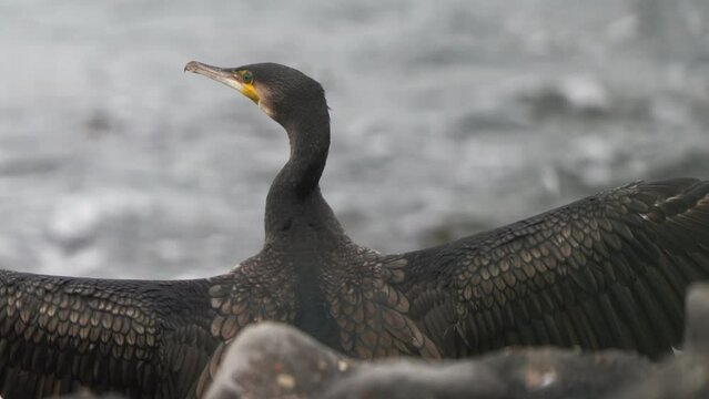 A great cormorant (Phalacrocorax carbo), known as the black shag or kawau flapping its wings