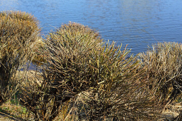 Group of bushes by the lake are trimmed and shaped