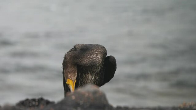 A great cormorant (Phalacrocorax carbo), known as the black shag or kawau polishing its feathers