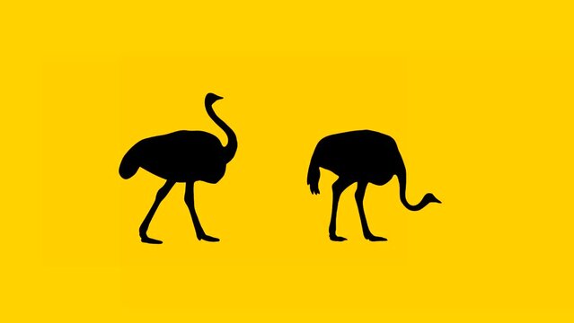 Animation with two ostriches walking on the yellow background (seamless loop)