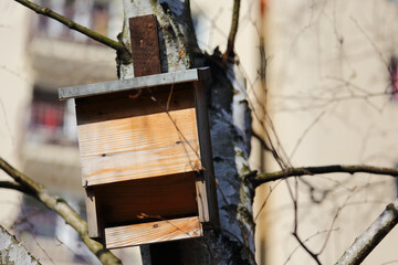 Wooden box for bats attached to a tree