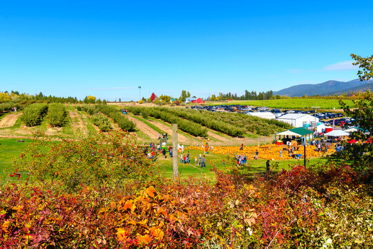 An Autumn harvest festival in October with families at a pumpkin patch alongside an apple orchard in the countryside of Green Bluff, Washington, near Spokane.