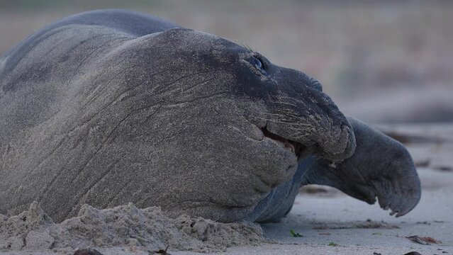 Rare sighting of a vagrant southern elephant seal (Mirounga leonina) in full moult on the Onrus beach near Hermanus, Whale Coast, Overberg, Western Cape, South Africa.