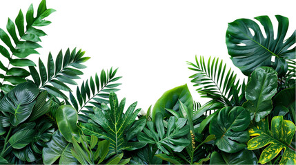 Fototapeta na wymiar A vibrant arrangement of tropical leaves. isolated on transparent background
