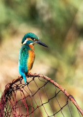 kingfisher on the branch