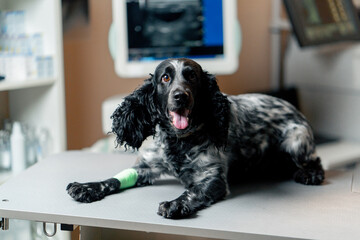 close-up in veterinary clinic of a spotted spaniel with a bandaged paw lying