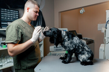 At the veterinary clinic spotted spaniel with a bandaged paw is waiting for a command