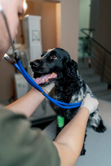 in a veterinary clinic spotted spaniel with a bandaged paw is listened to on a stethoscope