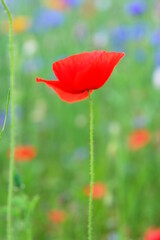 A red poppy is the only flower in a field of green grass - 748988007