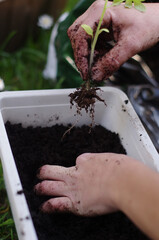 A person is planting a seedling in a pot - 748988209